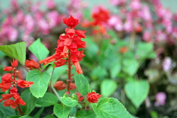 gün kırmızı küçük çiçekler