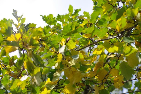 Folhas verdes no fundo do céu — Fotografia de Stock