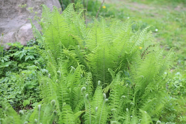 Felce verde di giorno — Foto Stock