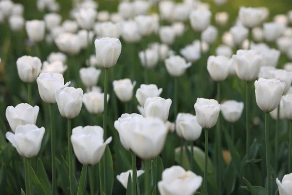 Biały tulipan wiosną — Zdjęcie stockowe