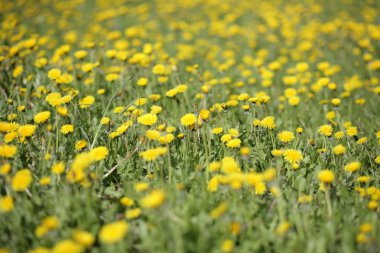 Bahar günü karahindiba