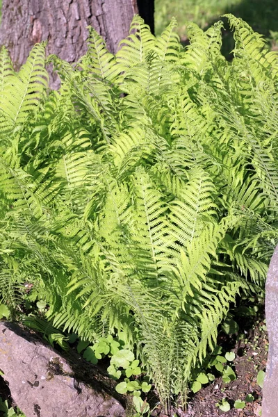 Helecho verde en el día —  Fotos de Stock