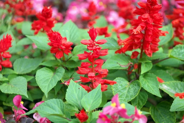 Pequenas flores vermelhas durante o dia — Fotografia de Stock