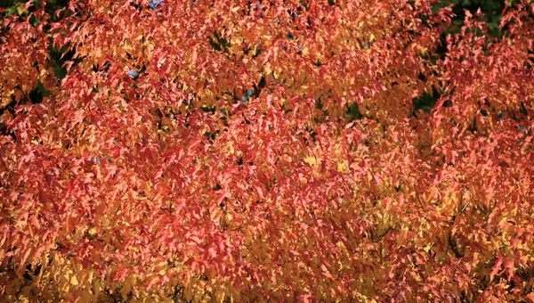 Красные и желтые листья осенью — стоковое фото