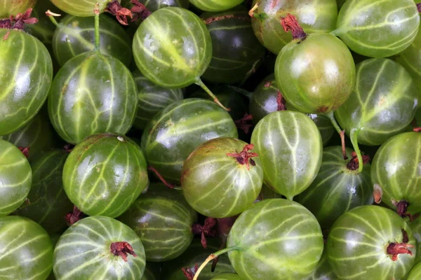 Veel groene kruisbes fruit — Stockfoto