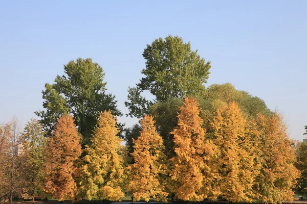 Stadtpark im Goldfall — Stockfoto