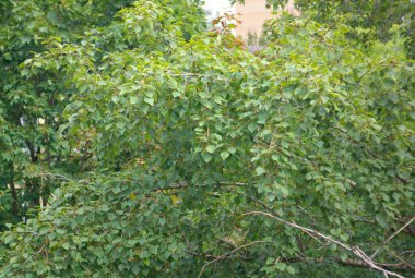 Kuru güneşli yaz gününde yeşil yapraklar