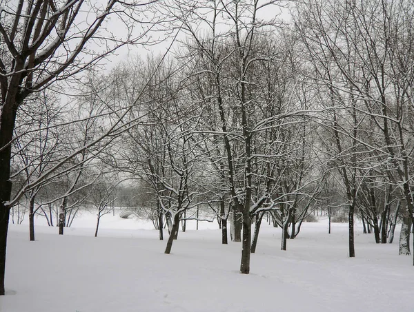 Etter Snøfall Byparken – stockfoto