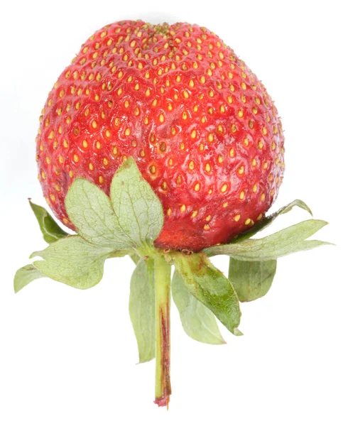 Eine Rohe Rote Erdbeere — Stockfoto