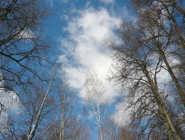 Bois Sur Fond Bleu Ciel — Photo