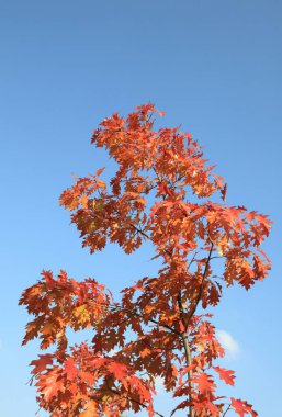 Sonbahar günü kırmızı meşe yaprakları