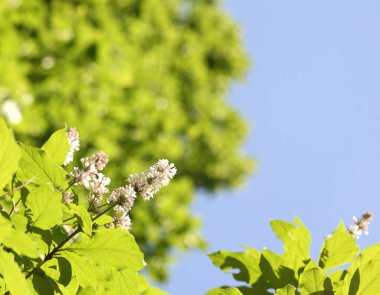 İlkbaharda gökyüzünde eflatun