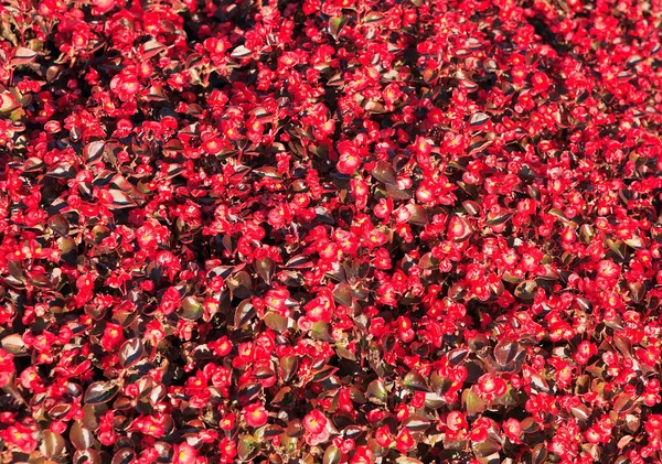 Petites Fleurs Rouges Automne — Photo