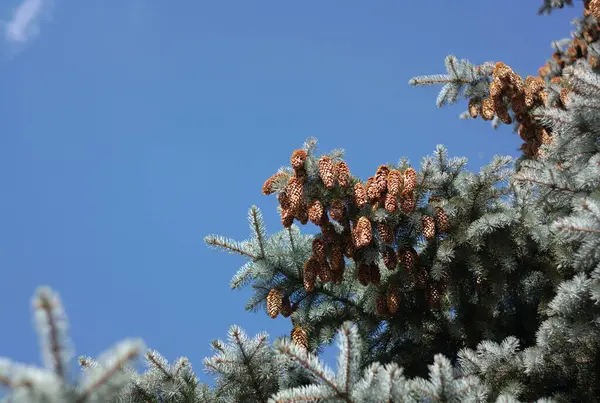 Sapin Treeat Sec Ensoleillé Journée Été — Photo