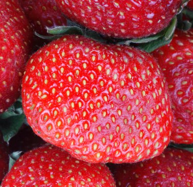 Kuru güneşli yaz gününde bir sürü çilek