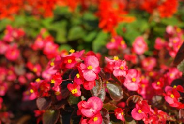 Kuru, güneşli yaz gününde kırmızı küçük çiçekler