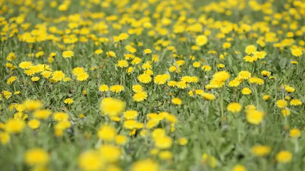 Dente Leão Dia Primavera — Fotografia de Stock