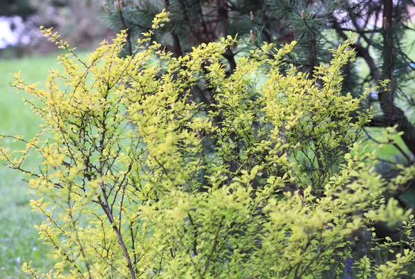 Grüner Baum Tag — Stockfoto