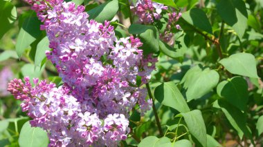 Baharda leylak kuru güneşli bir günde