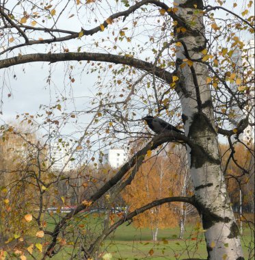 Şehir parkında huş ağacında karga