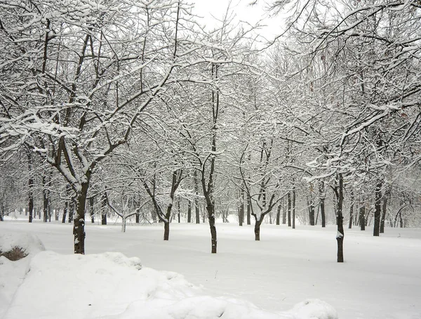 Après Les Chutes Neige Dans Parc Municipal — Photo