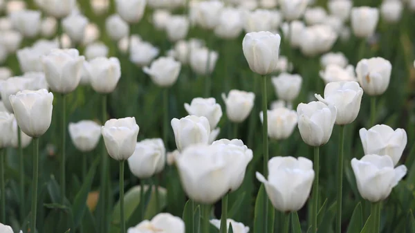 Tulipán Blanco Primavera — Foto de Stock