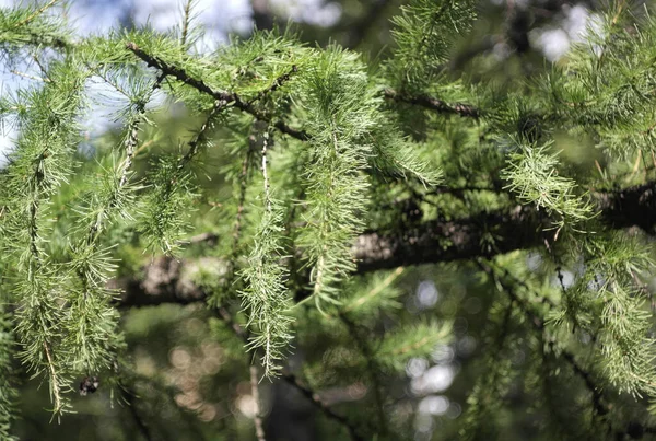 Fir Tree Dry Sunny Summer Day — Stock Photo, Image