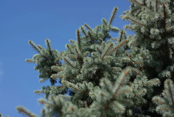 Kuru ve güneşli yaz gününde köknar ağacı