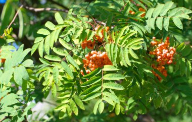 Kuru ve güneşli yaz gününde Ashberry