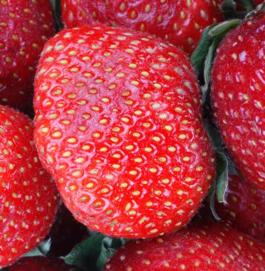 Kuru güneşli yaz gününde bir sürü çilek