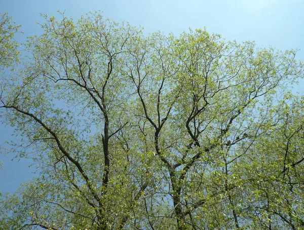 Tree Spring Sunny Day — Stock Photo, Image