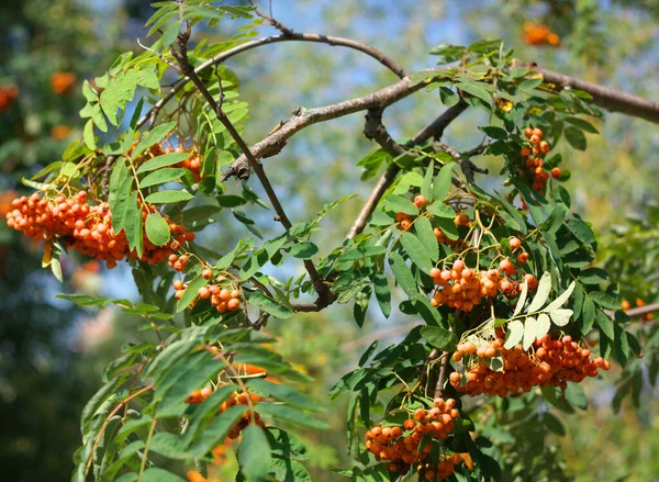 Ashberry Dry Sunny Day — Stock Photo, Image