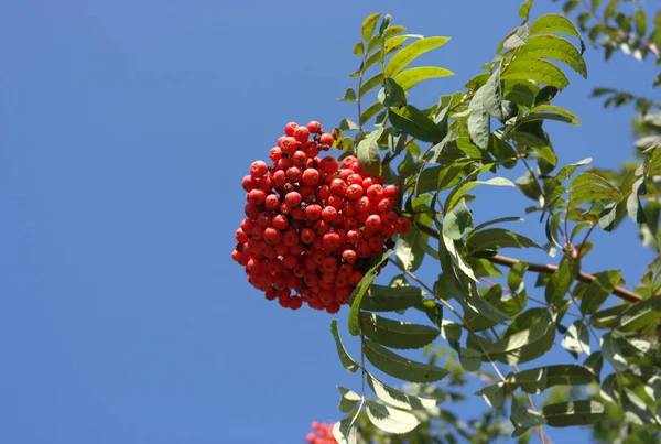 Ashberry Giorno Soleggiato Secco — Foto Stock