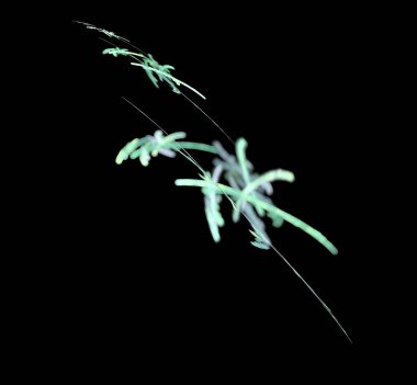 Dijital fraktal resimlerinden birinin resmi