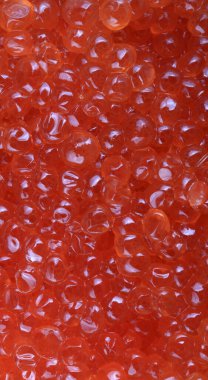 Gündüz kırmızı havyar