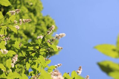 İlkbaharda gökyüzünde eflatun