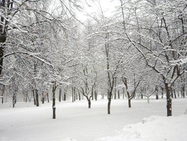 Şehir parkında kar yağdıktan sonra