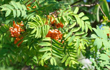 Kuru ve güneşli yaz gününde Ashberry