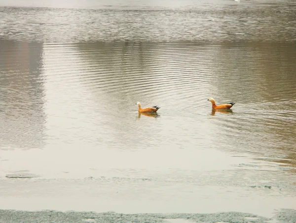 Zwei Gänse Auf Dem Wasser Der Quelle — Stockfoto