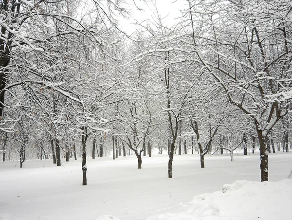 Opadach Śniegu Parku Miejskim — Zdjęcie stockowe