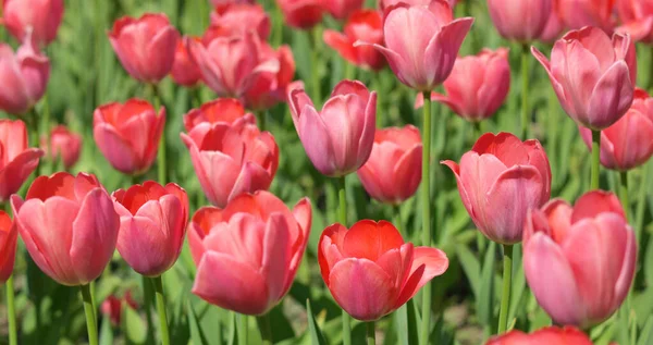 Tulipe Rouge Printemps — Photo