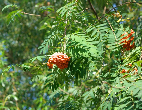 Arándano Día Soleado Seco — Foto de Stock