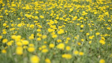 Bahar günü karahindiba