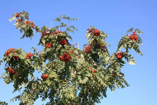 Esche Bei Trockenem Sonnigem Tag — Stockfoto