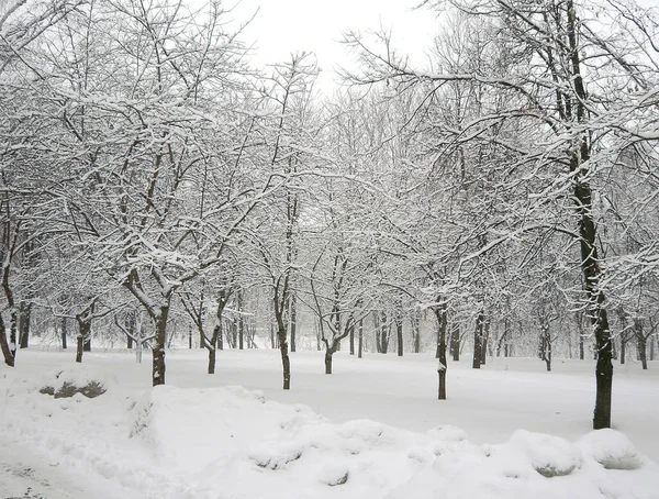 Opadach Śniegu Parku Miejskim — Zdjęcie stockowe