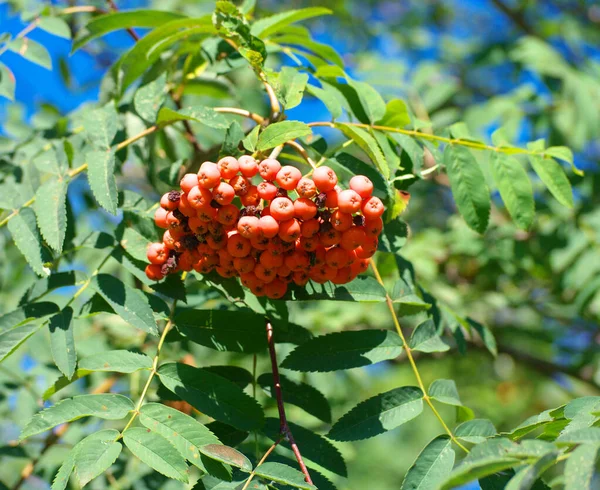 Ashberry Dry Sunny Summer Day — Stock Photo, Image