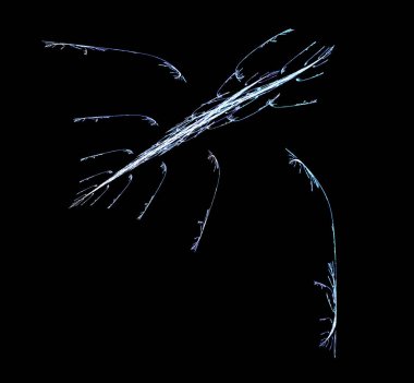 Dijital fraktal resimlerinden birinin resmi