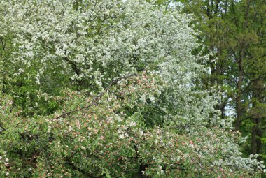 Gündüz kiraz ağacı çiçeği