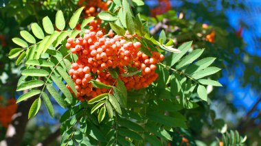 Kuru ve güneşli yaz gününde Ashberry
