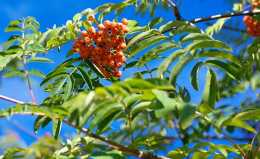 Kuru ve güneşli yaz gününde Ashberry